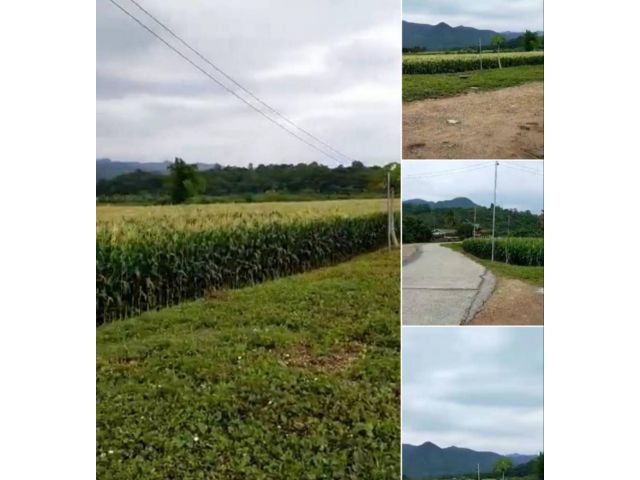 ขายที่ดิน200 ตรว. อ.แม่ออนวิวสวยทุ่งข้าว ภูเขา