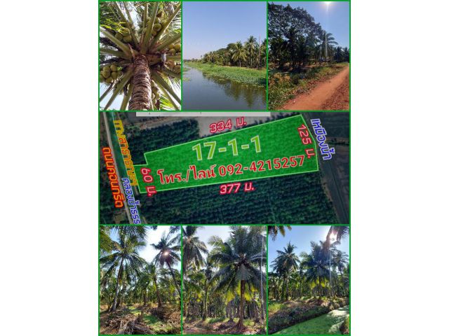 ขายสวนมะพร้าวแกง ราคาถูกมากๆ ติดคลองใหญ่ อ.เขาย้อย จ.เพชรบุรี