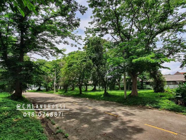 ที่ดินร่มรื่น 130 ตรว. ม.ฟลอร่าวิลล์  ใกล้เซ็นทรัลเฟส ติวัล 7 กม  ถ.เชียงใหม่-ดอยสะเก็ด มีรถประจำทางผ่านหน้าโครงการ