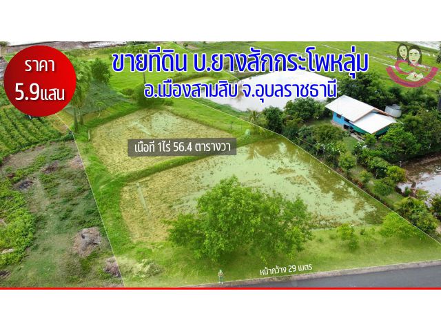 ขายที่นา/ที่สวน เนื้อที่ 1ไร่ 56.4ตารางวา  ติดถนนลาดยาง บ้านยางสักกระโพหลุ่ม  อ.ม่วงสามสิบ