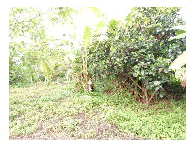 ขายด่วน!!! ที่ดิน+อาคารพาณิชย์  อ.ท่าวังผา จ.น่าน