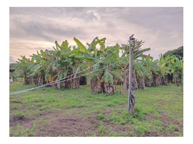 ขายด่วน!!! ที่ดิน+อาคารพาณิชย์  อ.ท่าวังผา จ.น่าน