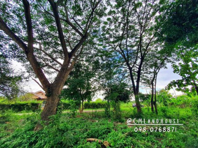 ที่ดิน 236 ตรว วิวดอยสุเทพสวยๆ ต้นไม้ใหญ่ร่มรื่น ใกล้สนามบิน 15 กม ใกล้ รพ.หางดง ️1 กม.