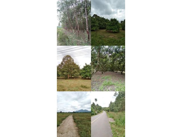 !!!ที่ดินแปลงใหญ่ ติดคลองและติดถนนลาดยาง!!! เสนอขายที่ดินเป็นสวนยางพาราและสวนผลไม้ผสม  เนื้อที่ 1,104 ไร่ อำเภอท่าใหม่ จ