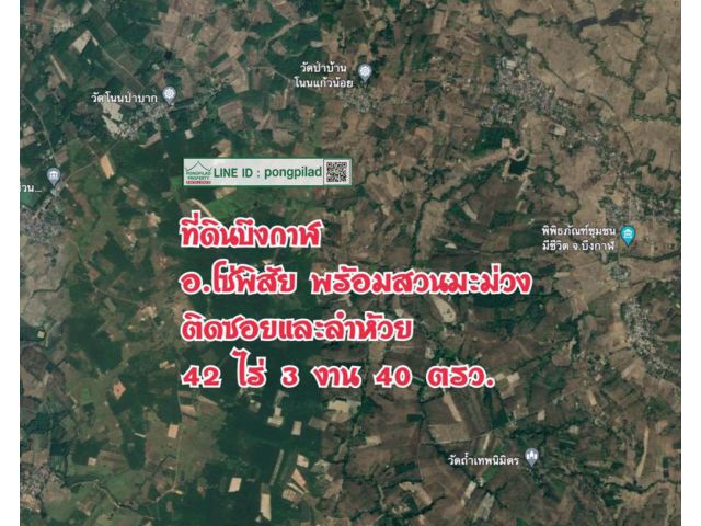 > ขายที่ดินบึงกาฬ พร้อมสวนมะม่วง ติดซอยและลำห้วยฯ 42 ไร่ 3 งาน 40 ตรว.