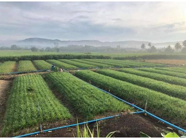 ขายที่ดิน 109 ไร่ ถนนโยธาธิการ 3060 ต.คลองม่วง อ.ปากช่อง จ.นครราชสีมา