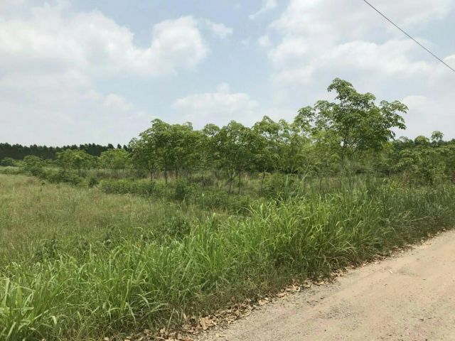 ขายที่ดินหนองแหน 14 ไร่ ใกล้ถนนเส้น 331 เพียง 300 เมตร พนมสารคาม ฉะเชิงเทรา