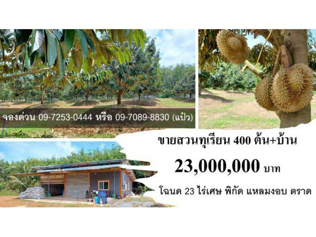 #ขายสวนทุเรียน 400 ต้น #บ้าน #โฉนด 23 ไร่ๆ ละ 1 ล้านบาท #พิกัด #แหลมงอบ #ตราด #Durian #Thailand #榴蓮 #0972530444