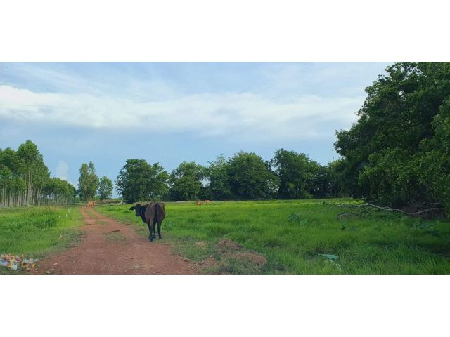 บรรยากาศดี วิวสวย ใกล้นานาคาเฟ่  ใกล้สนามกีฬา วัด โรงเรียน ที่โฉนดราคาถูก