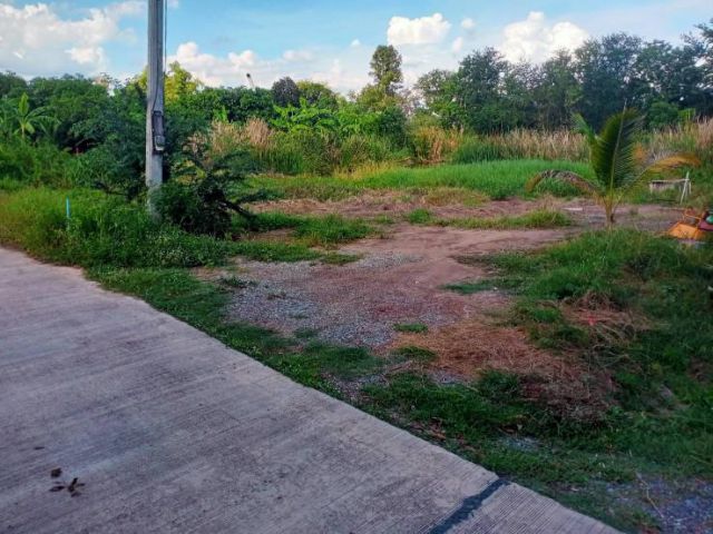 ขายที่ดิน1ไร่ ถนนขาด ถมแล้ว