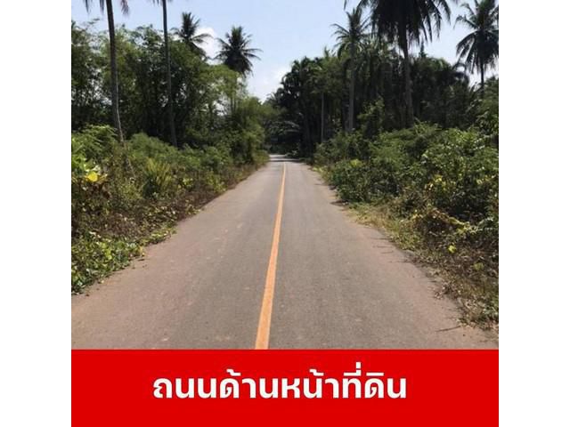 ขายที่ดินสวนมะพร้าว ติดริมคลองมะขามเตี้ย สุราษฎร์