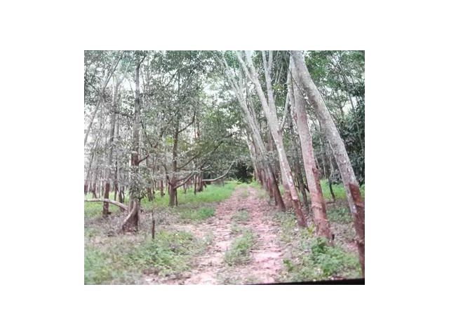 ที่ดินเปล่า นาตาขวัญ  เมืองระยอง  ระยอง