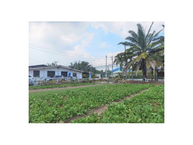 ขาย ที่ดิน ด่วน ถูกที่สุด WF033 มาบตาพุด ใจกลางเมือง ใกล้โรงพยาบาลมุงกฎระยอง ติดถนนสุขุมวิท23 หน้ากว้าง 80 m. 3 ไร่ 2 งา