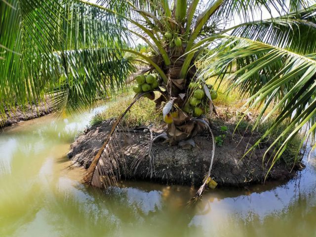 ให้เช่าสวนมะพร้าว น้ำหอม 248ไร่ไร่ละ15000-/ปี อ.บางเลน จ.นครปฐม.มะพร้าวอายุ5ปี.มีผลผลิตออกขายได้แล้ว เช่ายาวได้