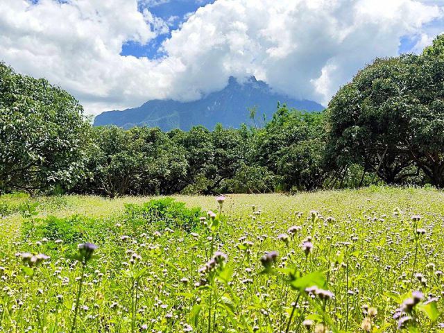 ที่สวนทำเลดีเนื้อ4ไร่ ครับ