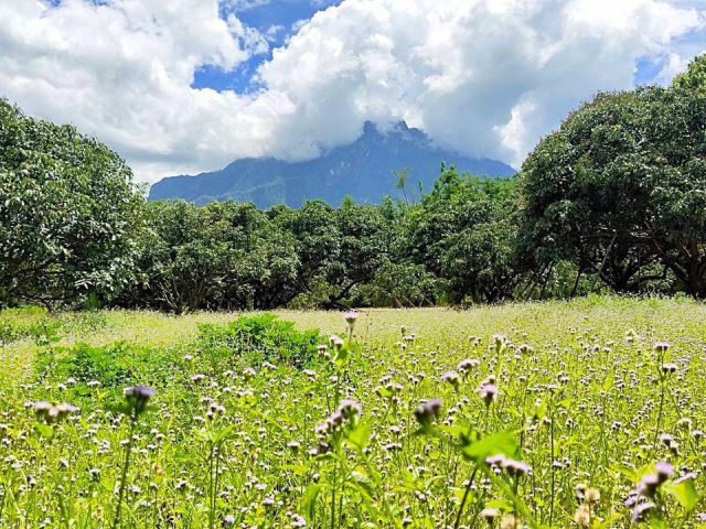ที่สวนทำเลดีเนื้อ4ไร่ ครับ