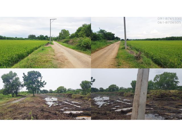 ขายที่ดิน 200ตรว คลอง13 วิหารแดง สระบุรี รูปแปลงสวย ใกล้ตลาด เหมาะปลูกบ้าน บรรยากาศดี ขายราคาถูก