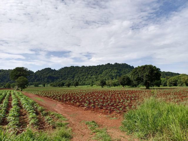 ขายที่ดิน  21-2-0  ไร่   อ. ปากช่อง  ต. หมูสี  จ. นครราชสีมา