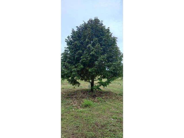 สวนทุเรียนหมอนทอง 4 ปี 19 ไร่ 3 งานหลังตลาดห้วยสะท้อนห่างถนนสุขุมวิท 2.5 กม. ต.ทุ่งเบญจา อ.ท่าใหม่ จันทบุรีอยู่ในเขตเทศบ