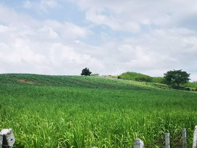 ขายที่ดิน 49 ไร่ เขาใหญ่ เนินภูเขาหลังเต่าสูงวิว 360 องศา เห็นเทือกเขาใหญ่อลังการเต็มๆ ขายราคาไร่ละ 3 ล้านบาท (แบ่งขายได