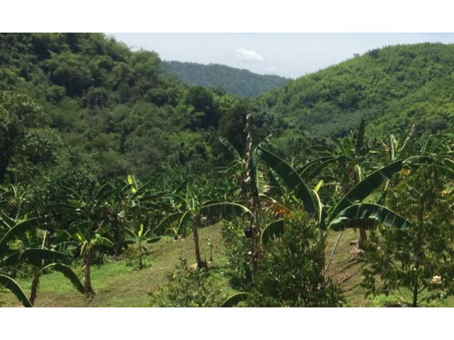 ขายที่ดินเกษตร ใบภบท5 ประมาณ 1,250 ไร่ มีผลผลิต ในที่ดินพร้อม