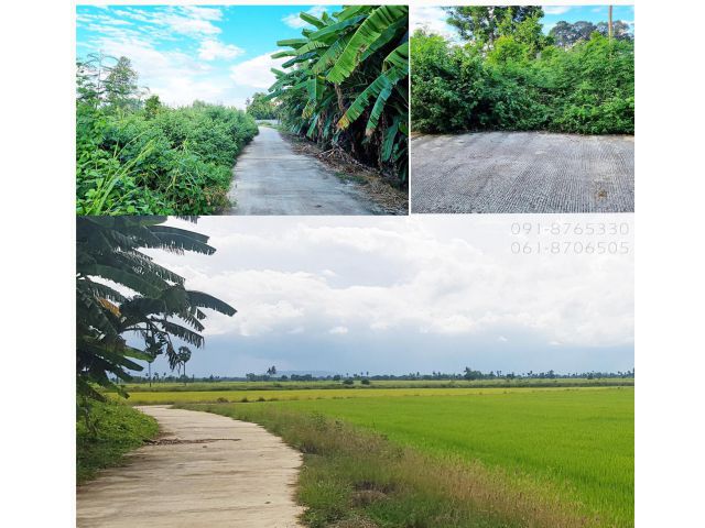 ขายที่ดินห้วยงู หันคา ชัยนาท 1.5ไร่ - 2ไร่ มี 4แปลงติดกัน ในชุมชน ใกล้ตลาด เหมาะปลูกบ้าน เดินทางสะดวก ขายราคาถูก
