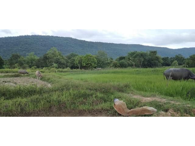 สักกะวาทรัพย์ทวีสิน ขายที่ดิน อ.สีชมพู ขอนแก่น