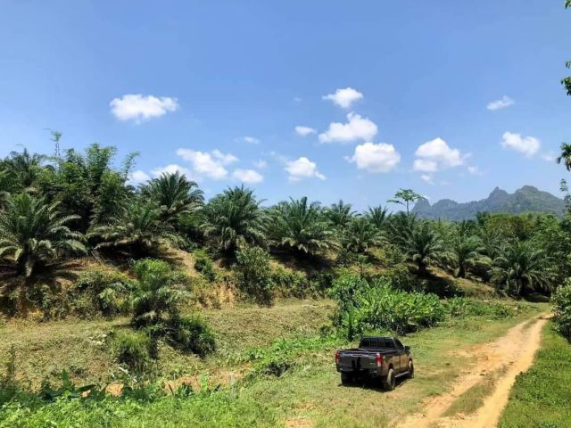 ขายสวนปาล์มเนื้อที่ 23 ไร่ วิวภูเขา ต.คลองศก อ.พนม ติดทางสาธารณะ 2 ด้าน ราคาขาย 6.5 ล้านบาท ต่อรองได้ เอกสารสิทธิ นส.3 ก
