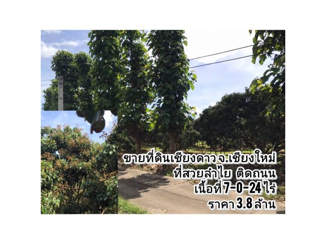 ขายที่ดินเชียงดาว จ.เชียงใหม่ ที่สวนลำไย ติดถนนสาธารณะ เนื้อที่ 7-0-24 ไร่