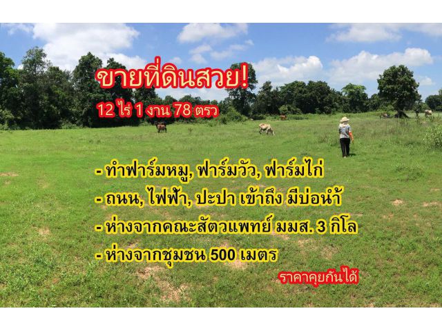 ขายที่ดิน 12 ไร่ ใกล้ คณะสัตวแพทยศาสตร์ อ.กันทรวิชัย มหาลัยมหาสารคาม