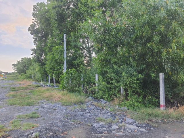 ขายที่ดินสีม่วงลายคลองอุดมชลจร 1 ไร่ ใกล้สามแยกปองพล 5 กม. อ.เมืองฉะเชิงเทรา จ.ฉะเชิงเทรา
