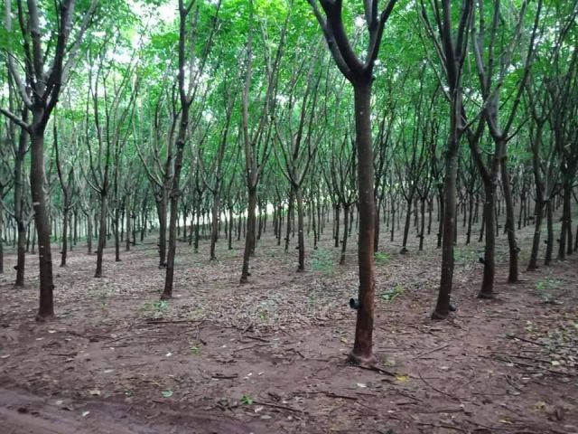 ขายสวนยางพารา ภบท.5 จำนวน 25 ไร่ ต้นยางประมาณ 2,200 ต้น พันธุ์ยาง 251