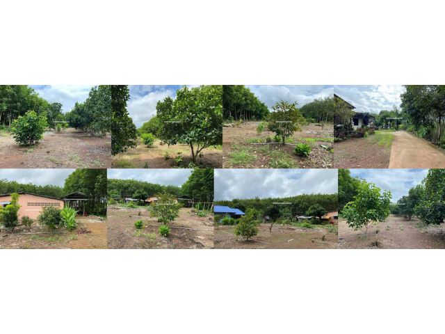 บ้านสวนผลไม้โฉนด 3-2-29 ไร่