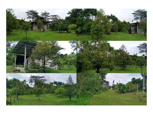 เสนอขายที่ดินสวนทุเรียนและมังคุด ใกล้ถนนสี่เลน & ที่ว่าการอำเภอเขาคิชฌกูฏ เนื้อที่ 2 ไร่กว่าๆ  ตำบลพลวง อำเภอเขาคิชฌกูฎ