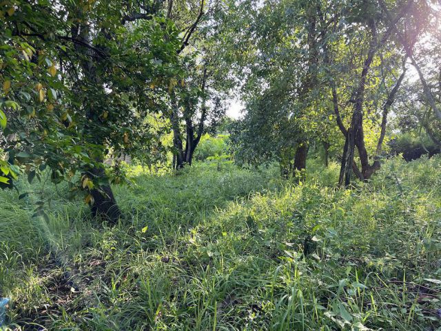 ขายที่ดิน 1-1-50 ไร่ ในเมืองโคราช ติดถนนซอย ซอยสืบศิริ 36 เข้าซอยจากถนนสืบศิริประมาณ 63 เมตร หน้ากว้างประมาณ 35 เมตร