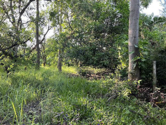 ขายที่ดิน 1-1-50 ไร่ ในเมืองโคราช ติดถนนซอย ซอยสืบศิริ 36 เข้าซอยจากถนนสืบศิริประมาณ 63 เมตร หน้ากว้างประมาณ 35 เมตร