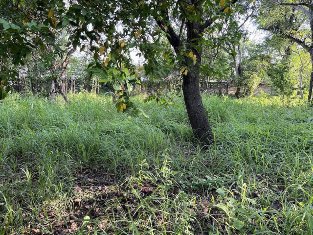 ขายที่ดิน 1-1-50 ไร่ ในเมืองโคราช ติดถนนซอย ซอยสืบศิริ 36 เข้าซอยจากถนนสืบศิริประมาณ 63 เมตร หน้ากว้างประมาณ 35 เมตร