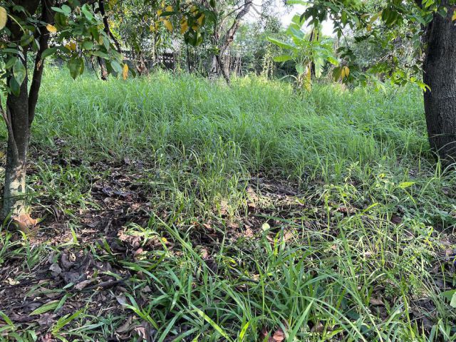 ขายที่ดิน 1-1-50 ไร่ ในเมืองโคราช ติดถนนซอย ซอยสืบศิริ 36 เข้าซอยจากถนนสืบศิริประมาณ 63 เมตร หน้ากว้างประมาณ 35 เมตร