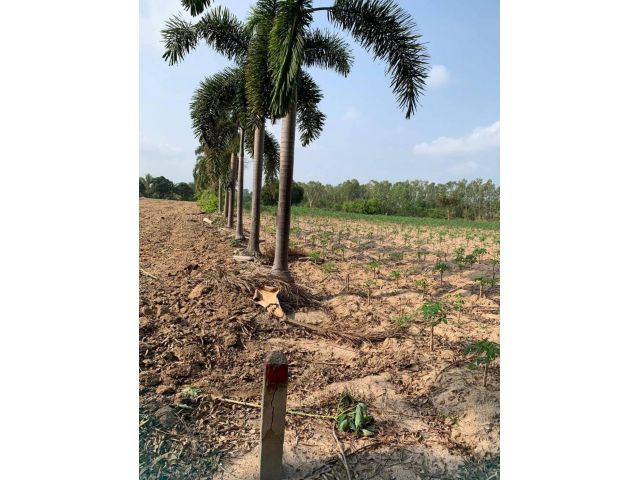 ขายที่ดินห้วยใหญ่ 3 ไร่ ใกล้หาดบ้านอำเภอ - 4.8 กม. อ.บางละมุง ชลบุรี