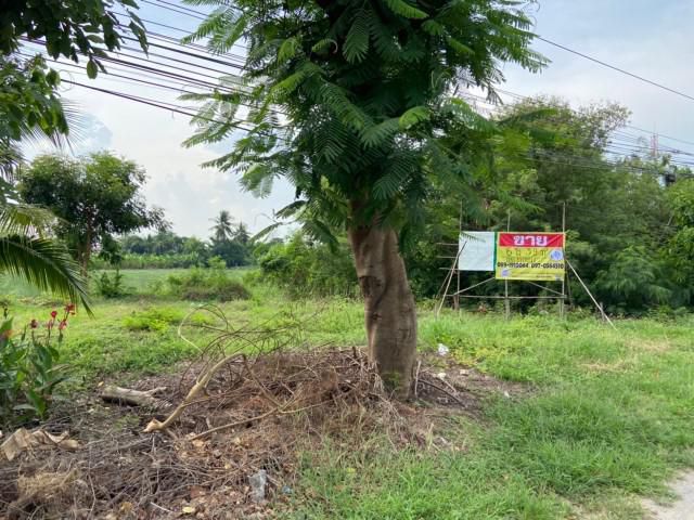 ขายที่ดินติดถนนสายสุพรรณบุรี- ชัยนาททำเลดีติดถนน4เลน