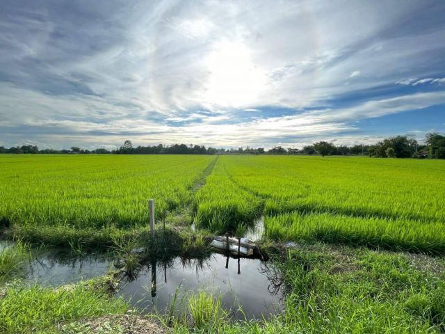 ขายที่นา 4.5 ไร่ ราคาถูก ใกล้ถนนสุวรรณศร 33 เพียง - 3 กม. จ.นครนายก