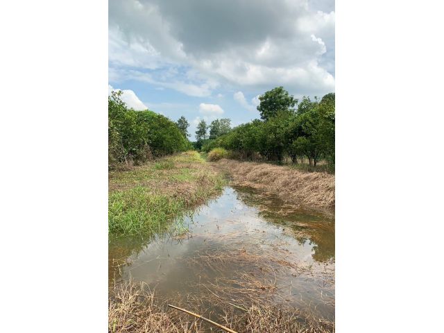 ขายที่สวนส้ม 18 ไร่ น้ำพร้อม ไฟพร้อม มีบ้าน2หลัง ติดถนนคอนกรีต อ.ขาณุ ต.ยางสูง