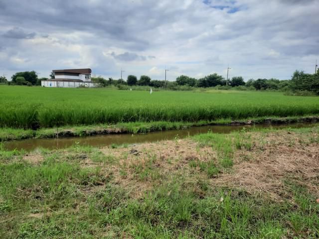 ขายที่ดินพื้นที่สีม่วงคลอง 9 20-2-42 ไร่