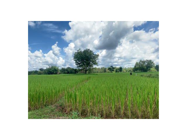 ขายที่ดิน 1-0-0 THB1,500,000 สามพร้าว เมือง อุดรธานี