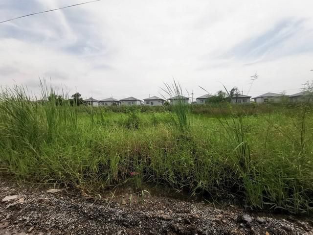 คลอง2 (บงกช14) รังสิต-ปทุมธานี ขนาด 2 ไร่