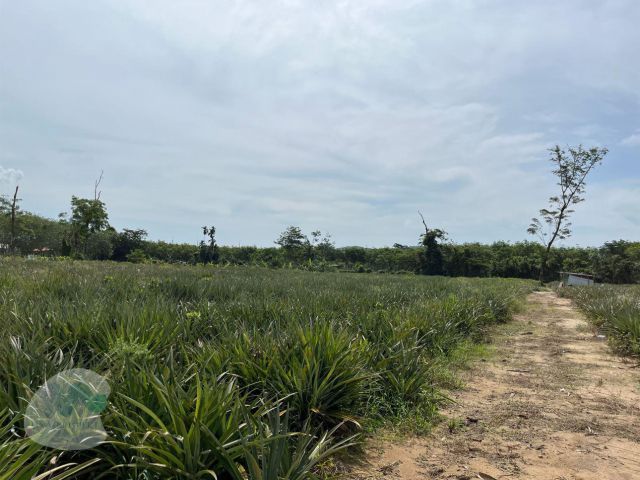 ขาย ที่ดิน ป่าคลอก ถลาง ภูเก็ต โซนศักยภาพใหม่