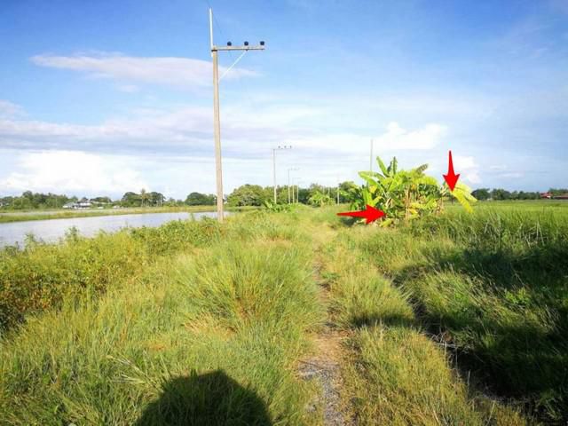 ที่ดินคลอง14 ลำลูกกา 200 ตร.ว. กว้าง 22 ลึก 40