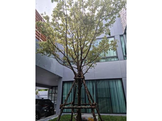 PO216 ขาย บ้านเดี่ยว 2 ชั้น เดอะ มาสเตอร์ ไพรเวท