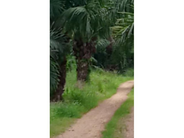 ขายที่ดินโฉนด 134 ไร่ 2 งาน 95 ตรว. เป็นสวนเกษตร หลากหลาย