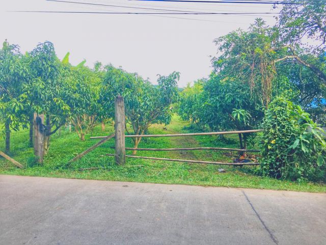ที่ดินติดถนนหลักหมู่บ้าน ค้าขายได้ ใกล้ ม.แม่โจ้